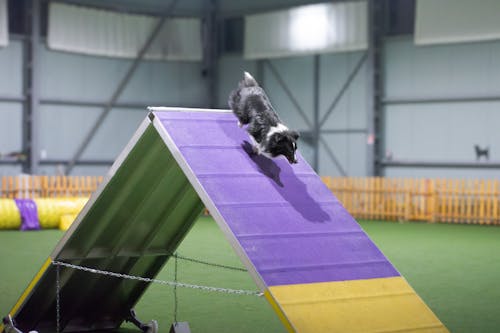 A dog jumping over a ramp in an indoor arena