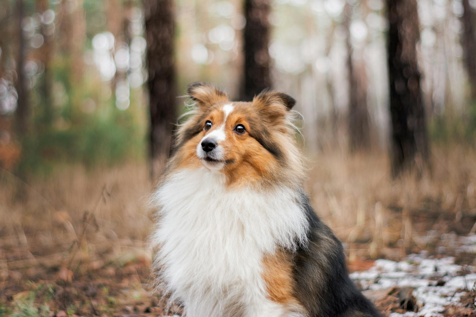 Sitting Shetland Sheepdog in Forest