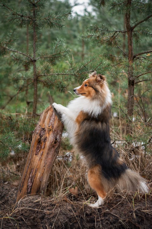 Dog Standing in Forest