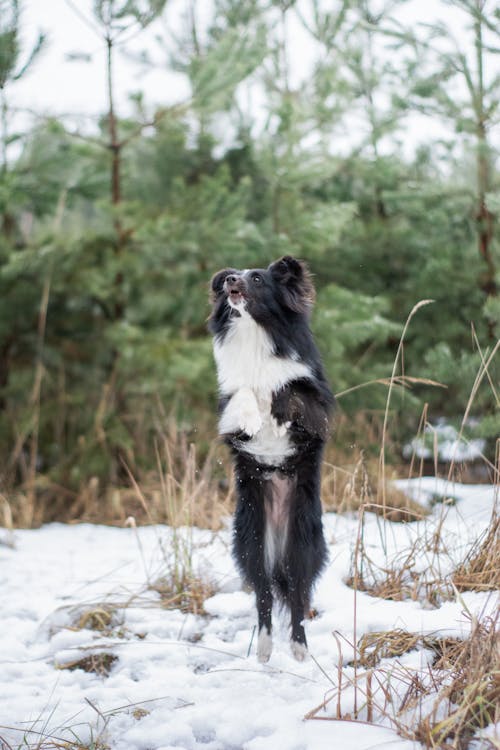 Imagine de stoc gratuită din animal de casă, border collie, câine