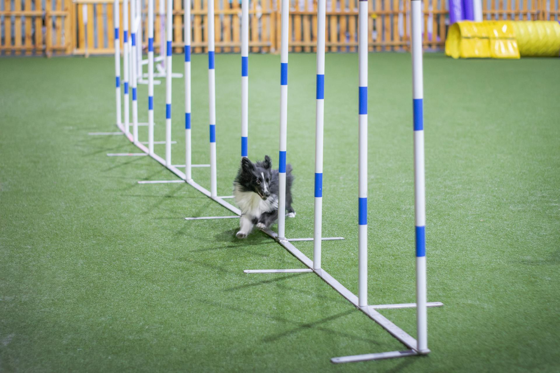 Dog Going through an Obstacle Course