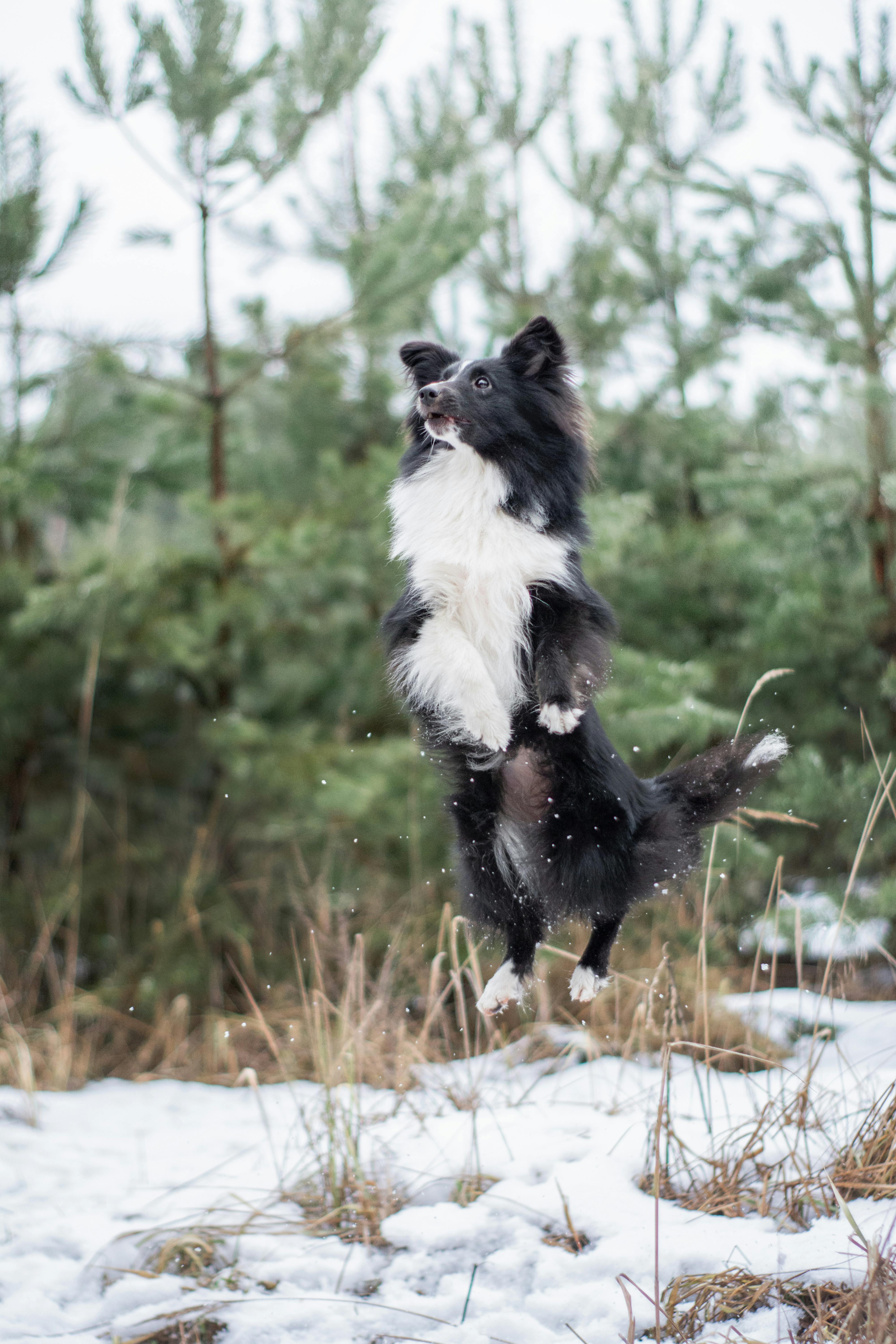 border collie jumping in snow