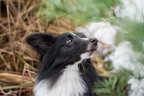 baş, border collie, duvar kağıdı içeren Ücretsiz stok fotoğraf