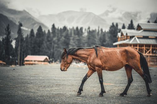 Free A brown horse walking through a serene rural landscape in Gilgit with mountains as a backdrop. Stock Photo