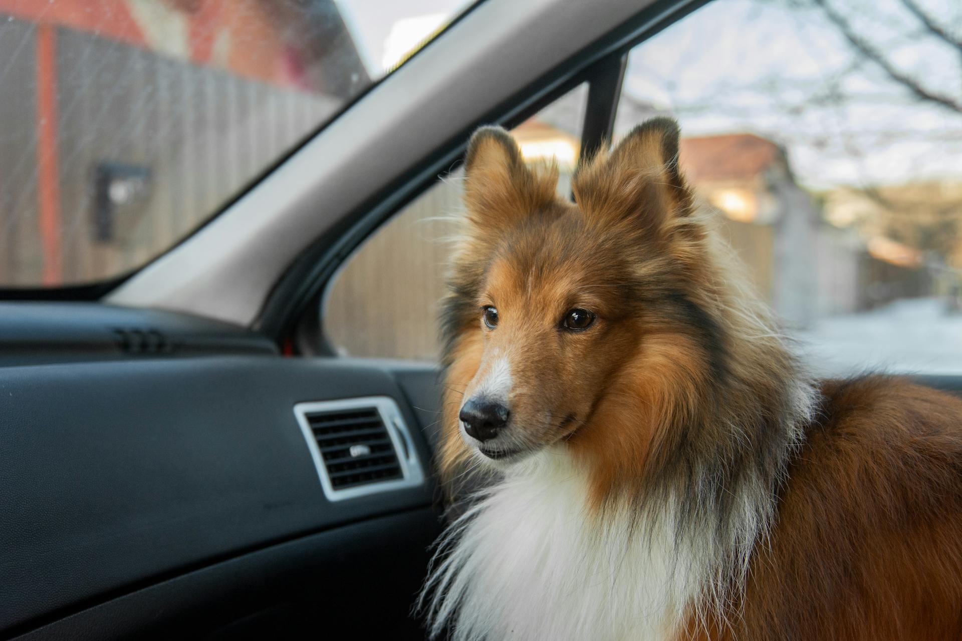 Chien de berger des Shetland dans une voiture