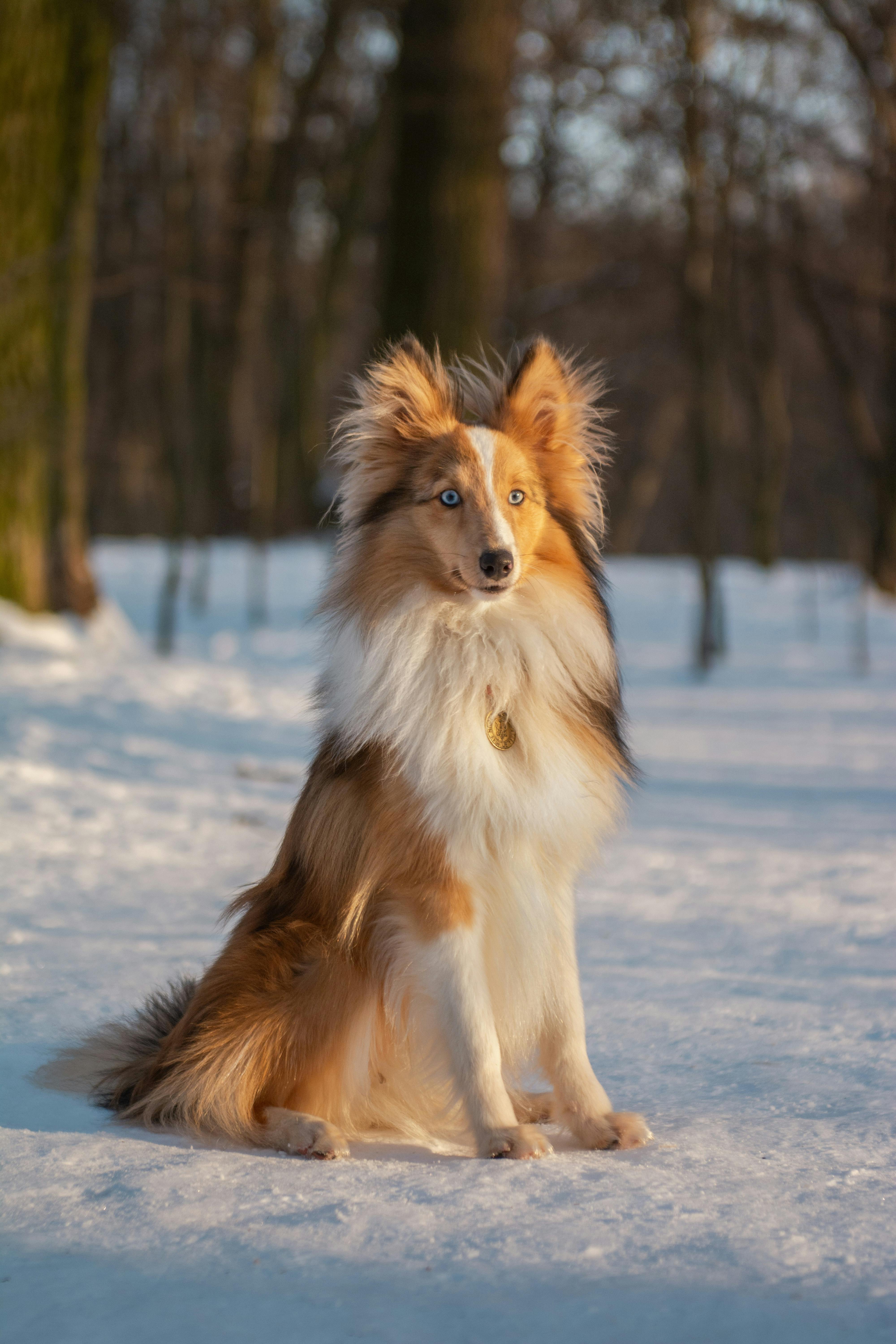 Close up of brown long hair Sheltie dog looking at the camera with nature  background. AI Generated. 29796879 Stock Photo at Vecteezy