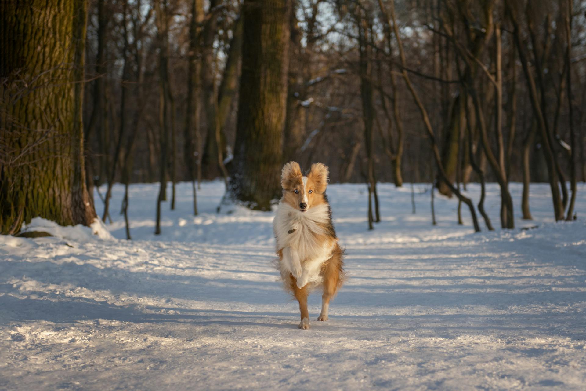 Shetlandsfårhund som springer i skogen