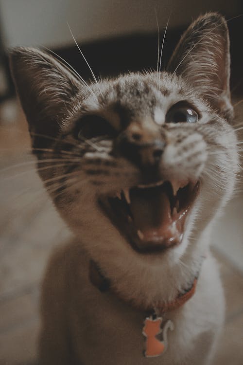A cat with its mouth open and its teeth showing