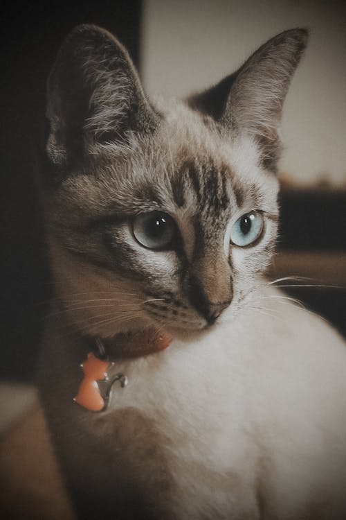 Cat in a Collar with a Pendant