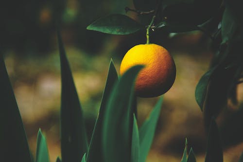 Free Citrus Fruit In A Tree Stock Photo