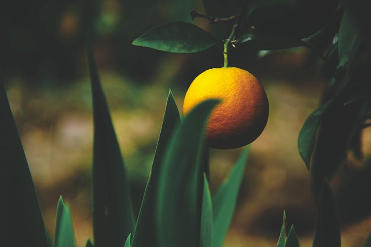 Citrus Fruit In A Tree