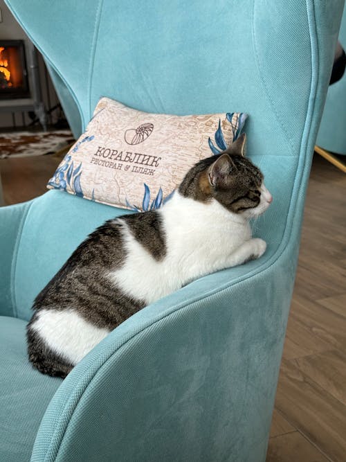 Cat Lying on a Blue Armchair
