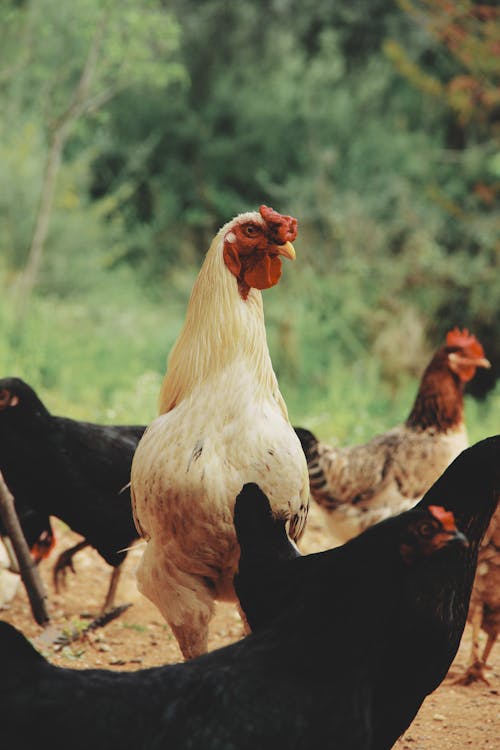 Kostenlos Vier Weiße Und Schwarze Hühner Im Freien Stock-Foto