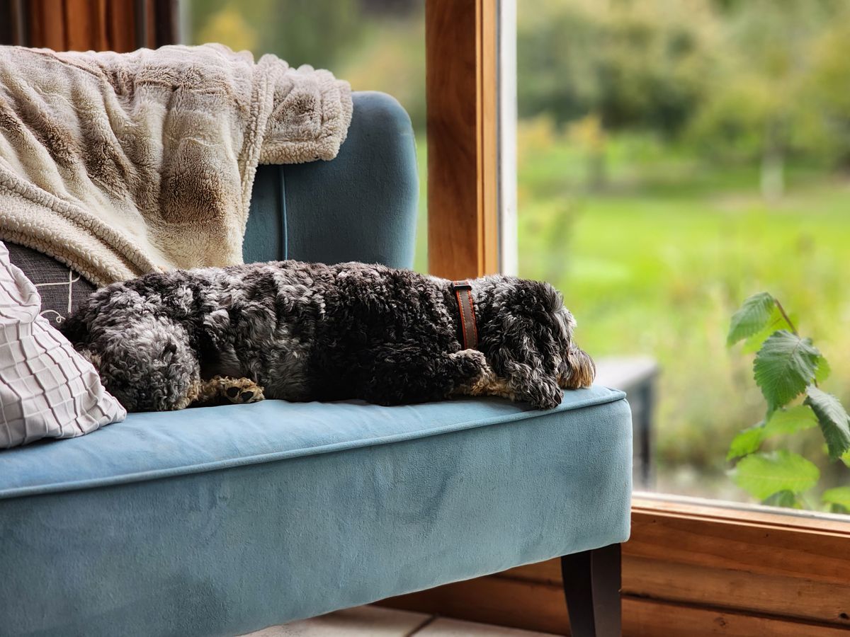A dog resting near a window during a quiet first-week diaper check.