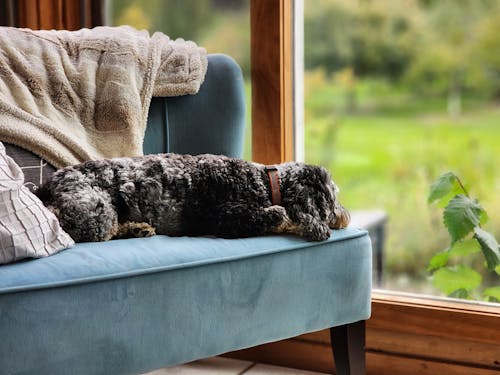 Free Dog Lying Down on Sofa near Window Stock Photo