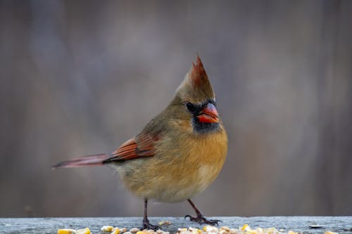 Imagine de stoc gratuită din cardinal, focalizare selectivă, fotografie cu animale sălbatice