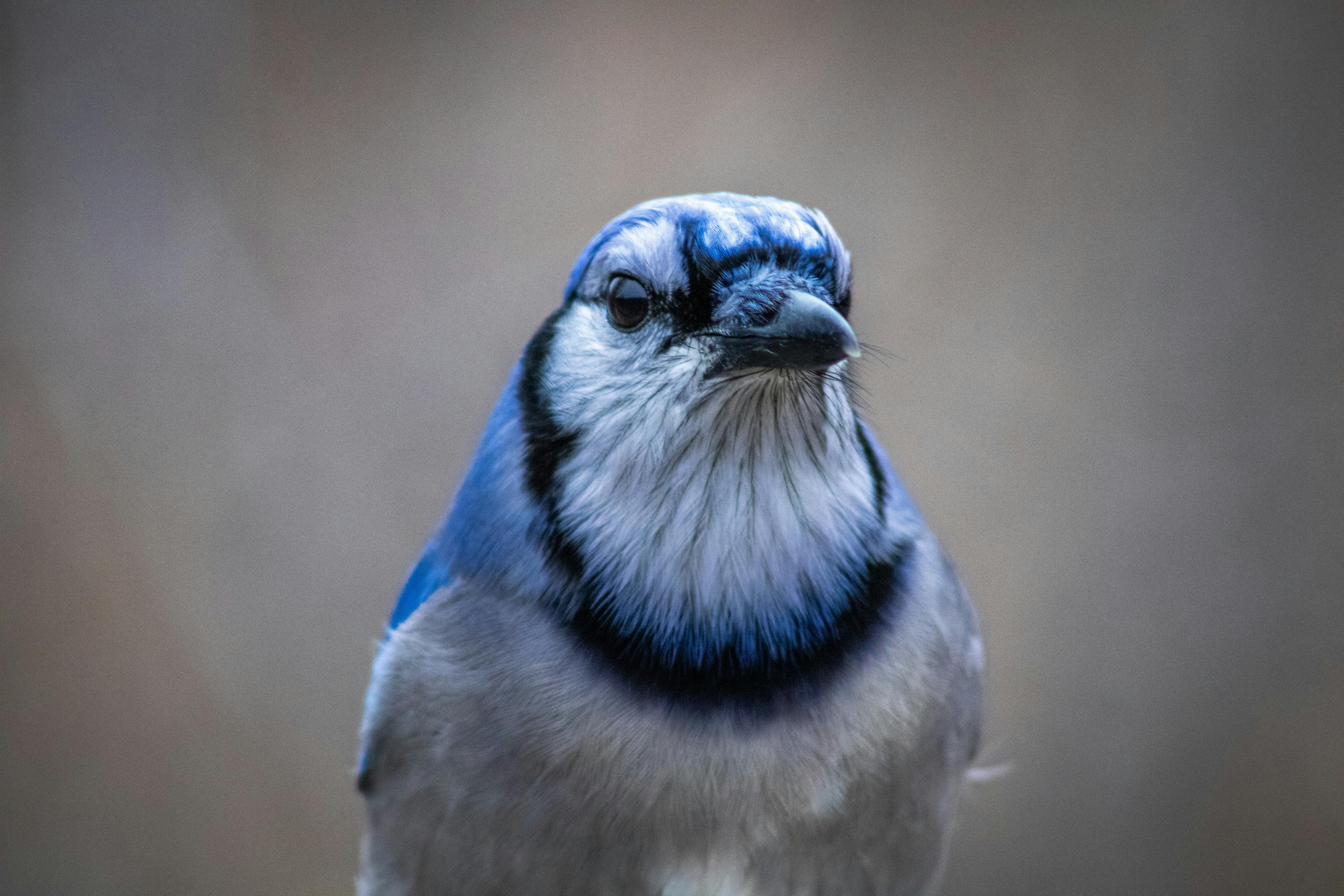 Detailed close-up of a blue jay, showcasing vibrant plumage and piercing gaze.