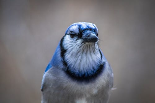 Blue Jay Bird in Close-up View
