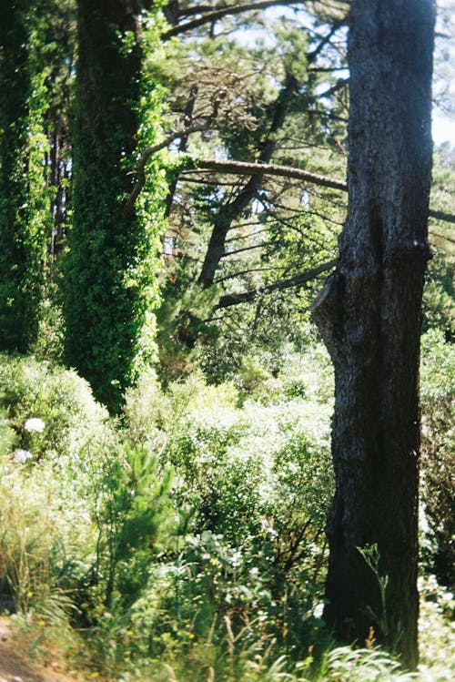 Immagine gratuita di alberi, fiori, foresta