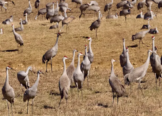 Sandhill cranes gathered on the Platte River at dusk