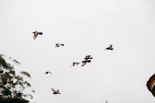 A flock of birds flying in the sky