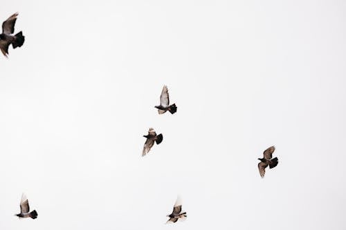 A flock of birds flying in the sky