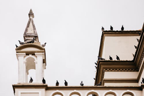 A group of pigeons on top of a church