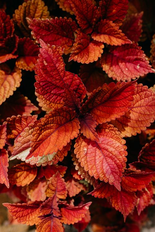 Free Close-up of vibrant red foliage in fall, showcasing intricate leaf details. Stock Photo