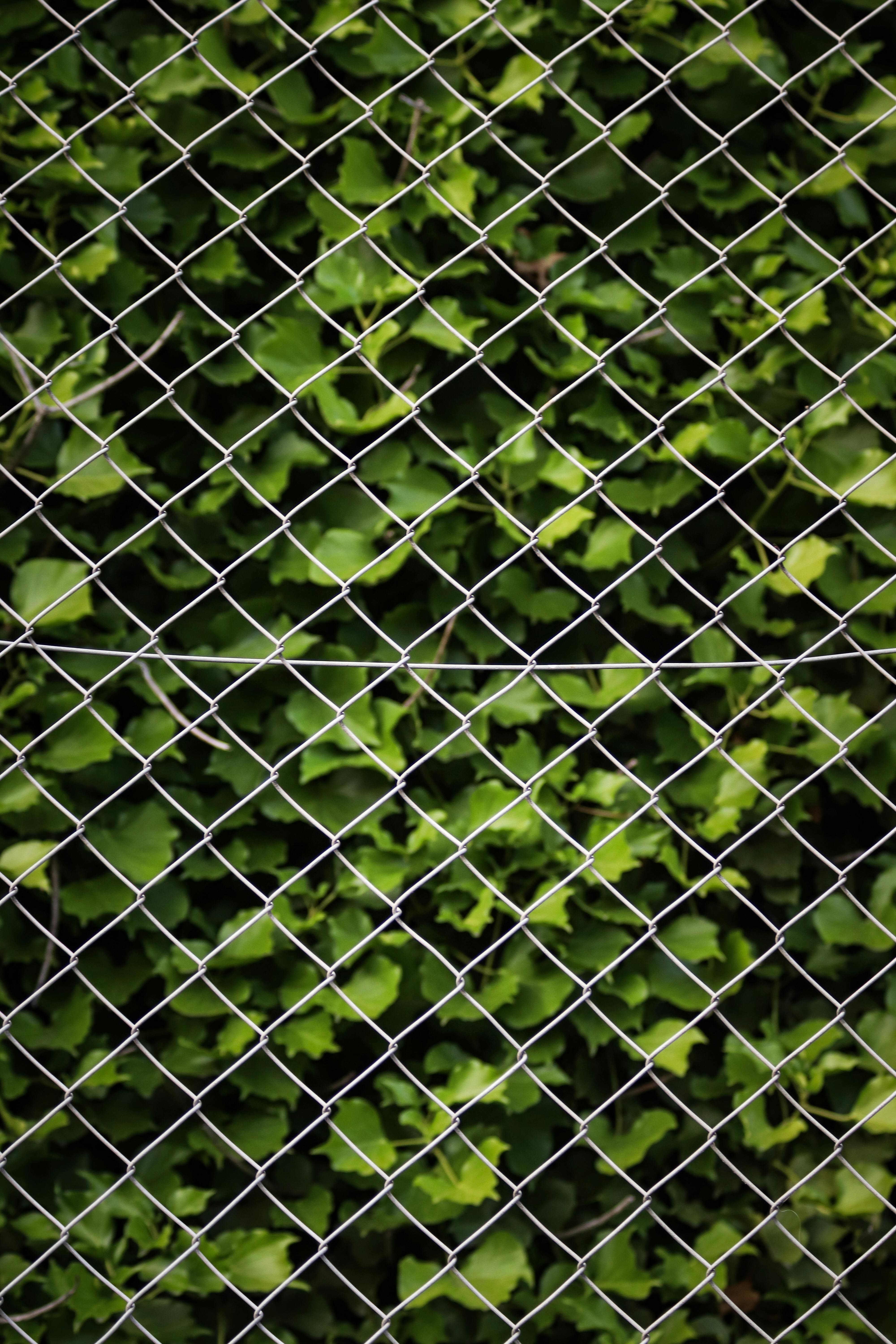 Close-up of a chain link fence with lush green leaves creating a natural backdrop.