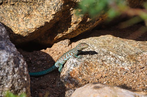 A lizard is sitting on some rocks in the desert