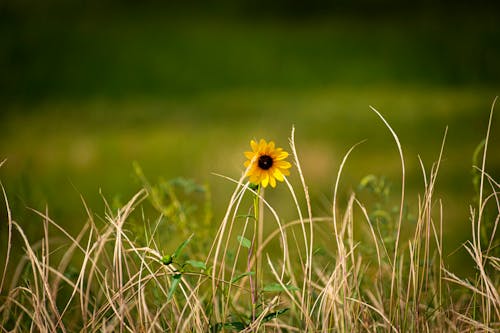 A lone sunflower in tall grass