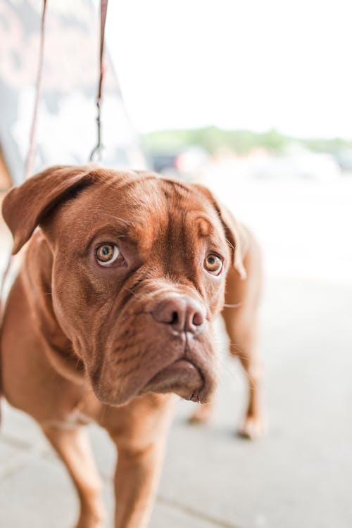 Adult Mahogany French Mastiff