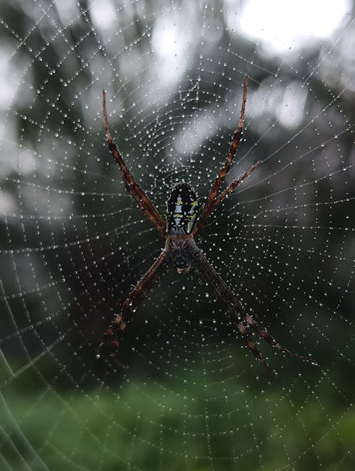 A spider is sitting in the middle of its web