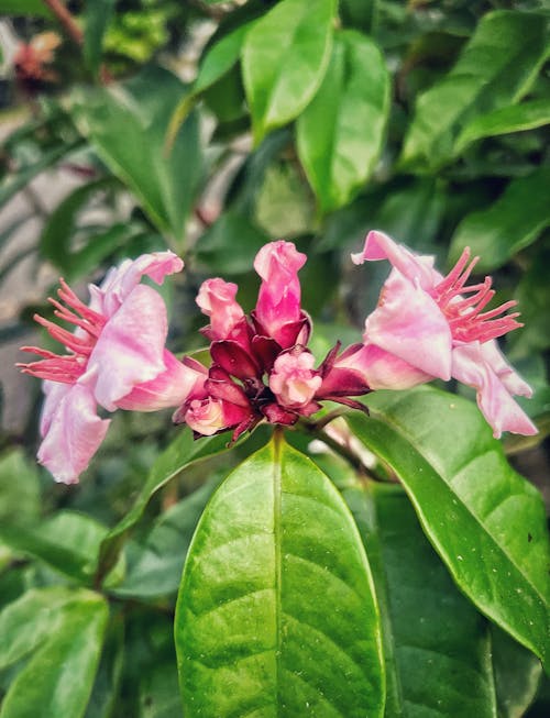 Fotobanka s bezplatnými fotkami na tému ouabain, príroda, ružový kvet