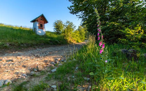 Foto d'estoc gratuïta de Camí, estiu, fons