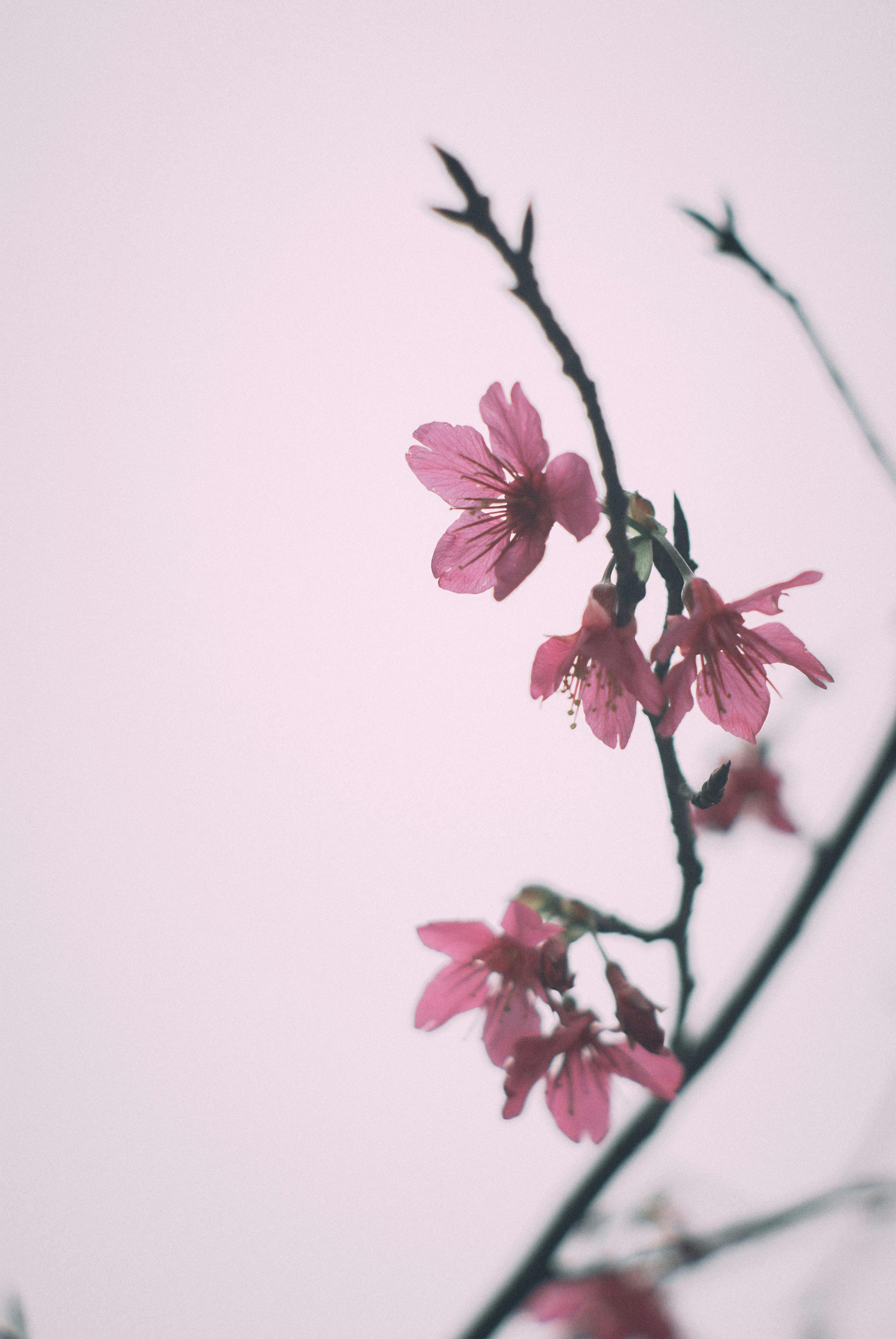 pink flowers on twig