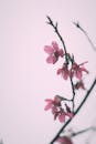 Pink Flowers on Twig