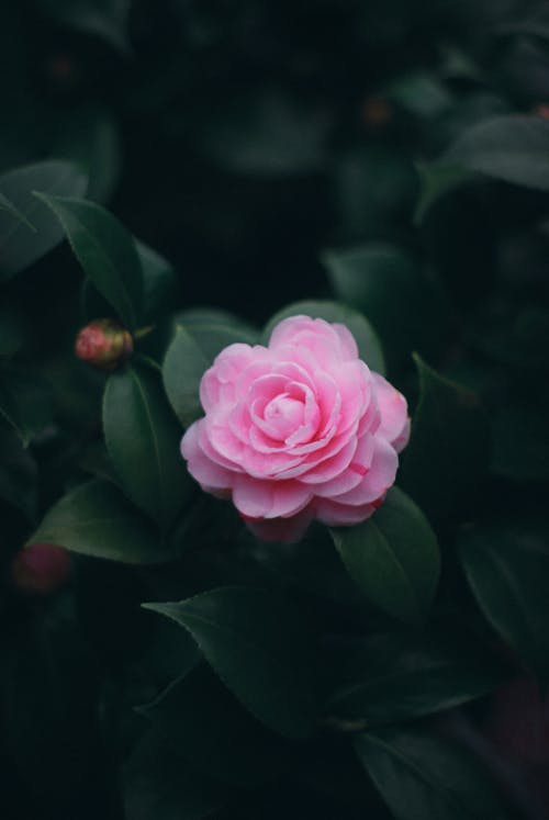 垂直拍攝, 灌木, 粉紅色的玫瑰 的 免費圖庫相片