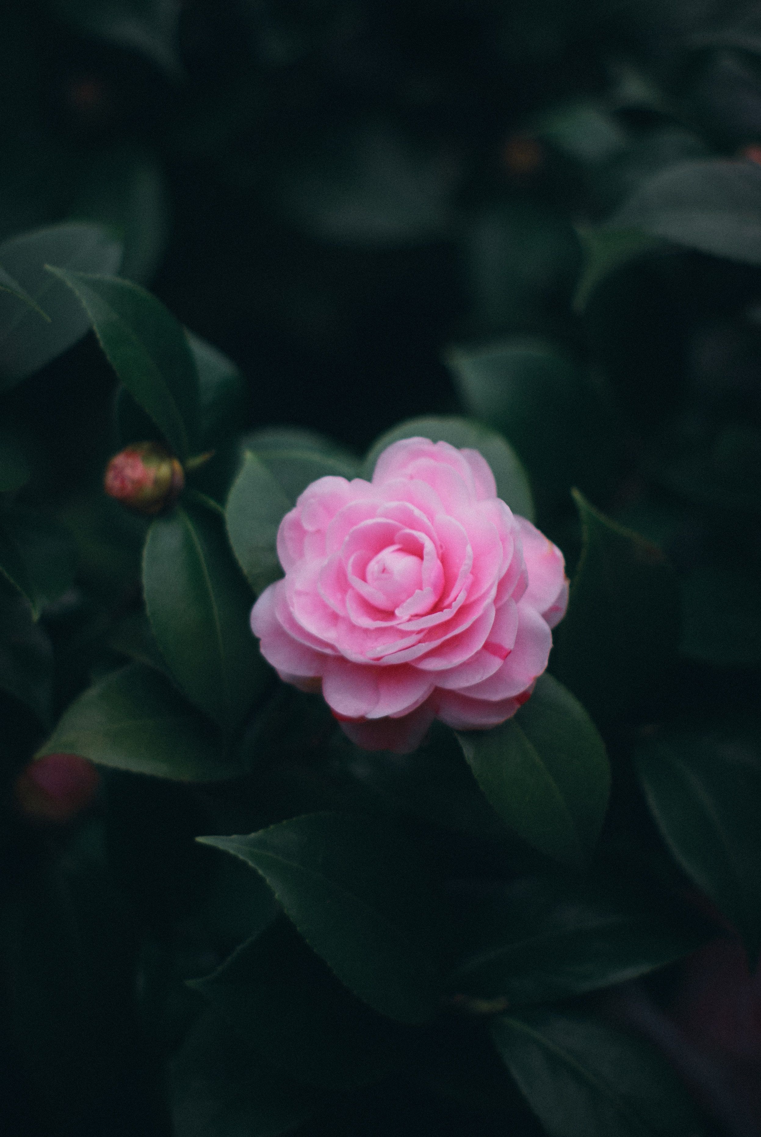 Kostnadsfria Dekorativ Buske Med Blommande Rosa Ros Stock foto