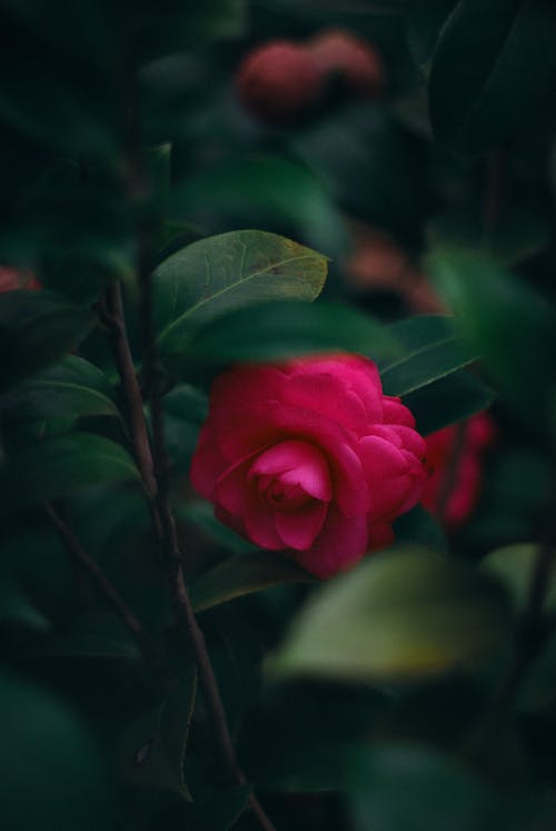 Blooming Rose among Foliage