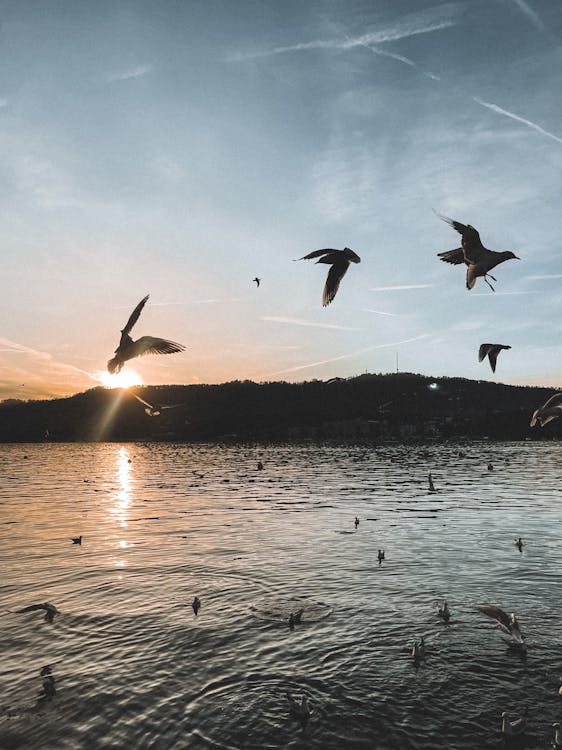 Birds Flying over Lake at Dusk