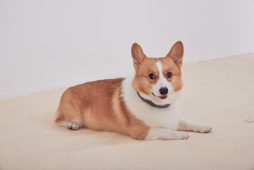 Foto d'estoc gratuïta de adorable, bufó, Corgi