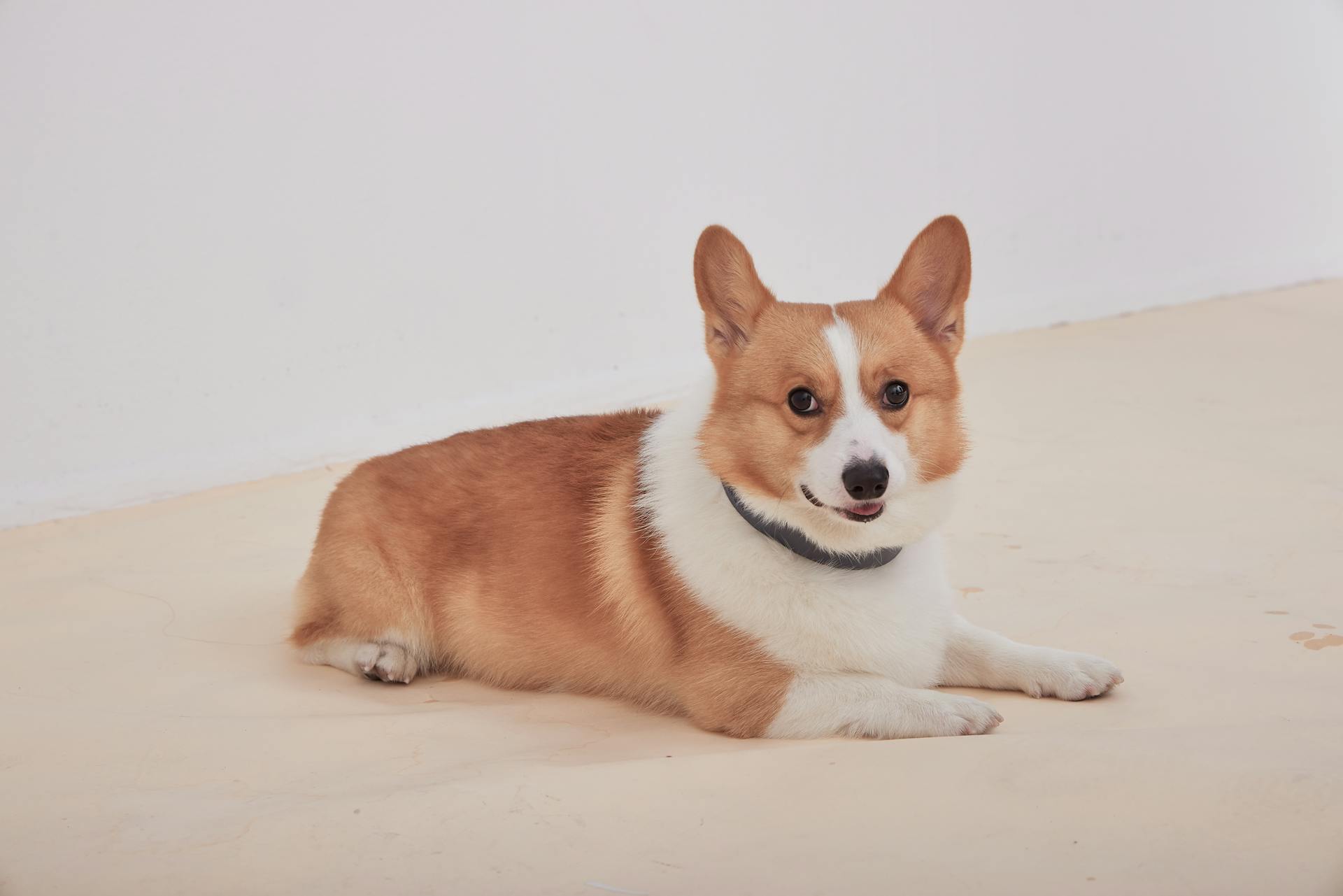 Adorable Downy Corgi