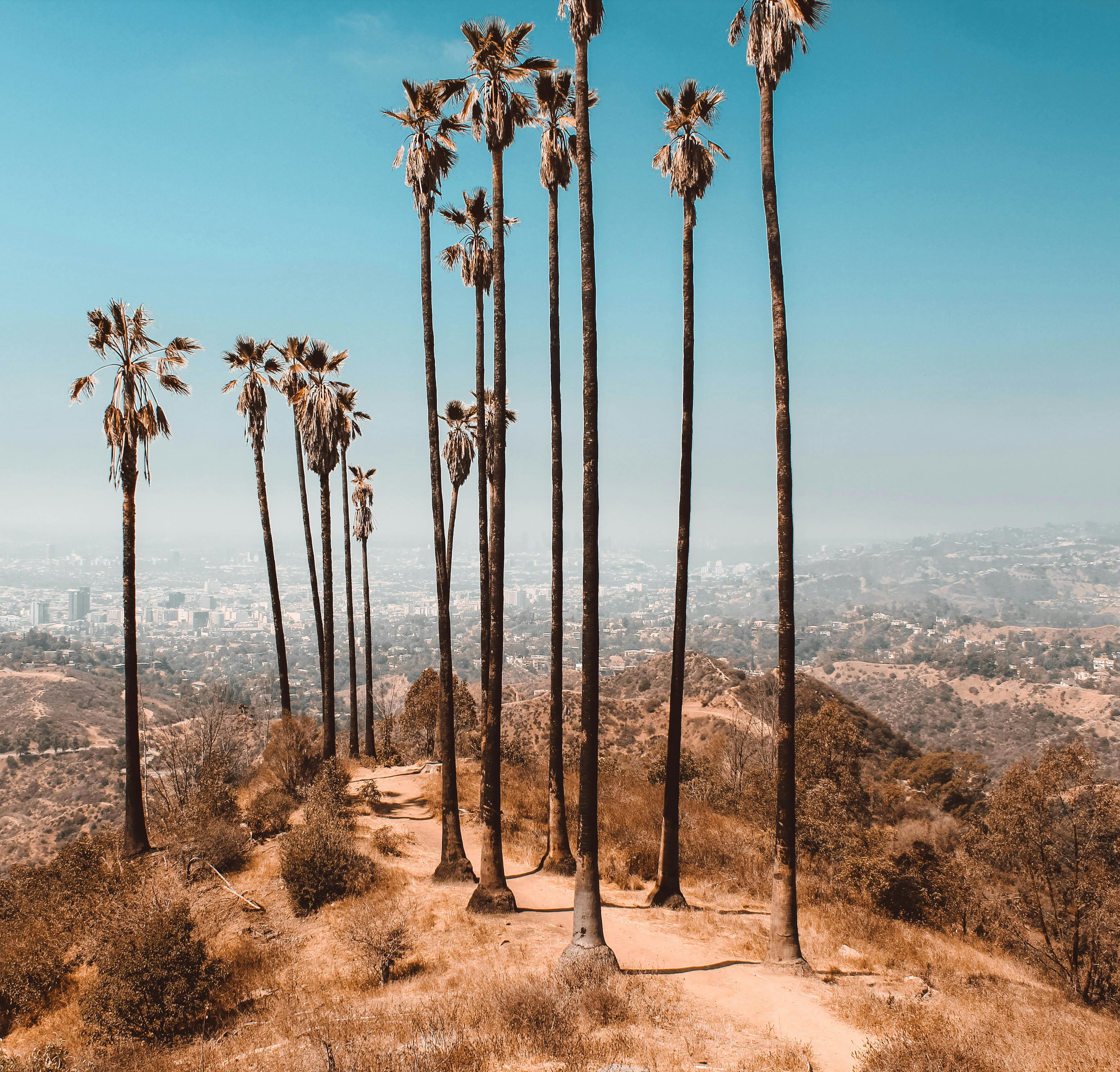 晴朗的天空下，高大的棕榈树矗立在洛杉矶宁静的风景中