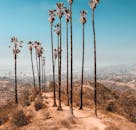 晴朗的天空下，高大的棕榈树矗立在洛杉矶宁静的风景中