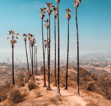 晴朗的天空下，高大的棕榈树矗立在洛杉矶宁静的风景中
