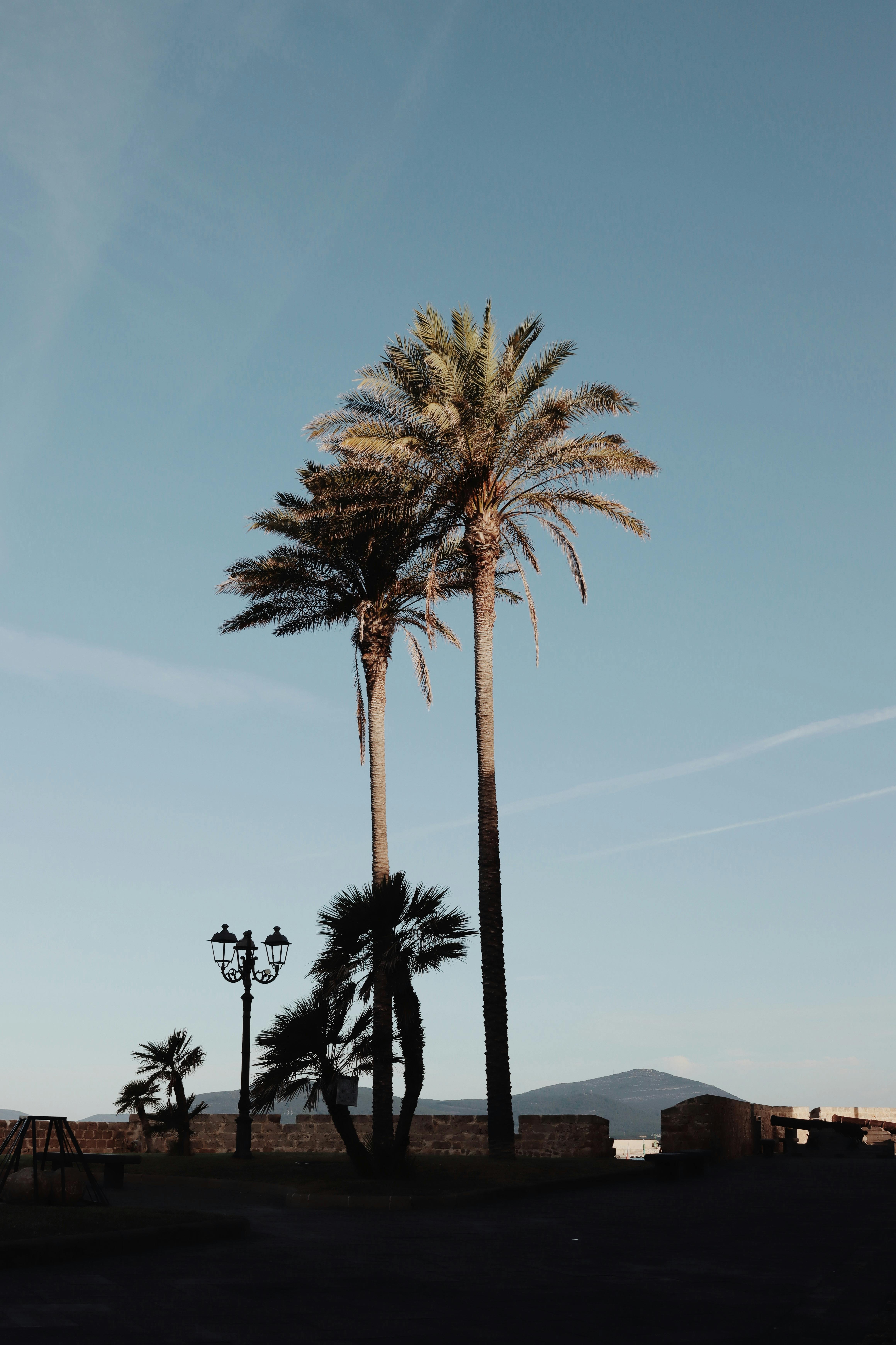Palm trees against a clear sky in Alghero, Sardinia, capturing a tranquil summer vibe.