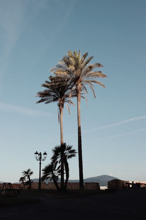 맑은 하늘, 수직 쐈어, 야자나무의 무료 스톡 사진