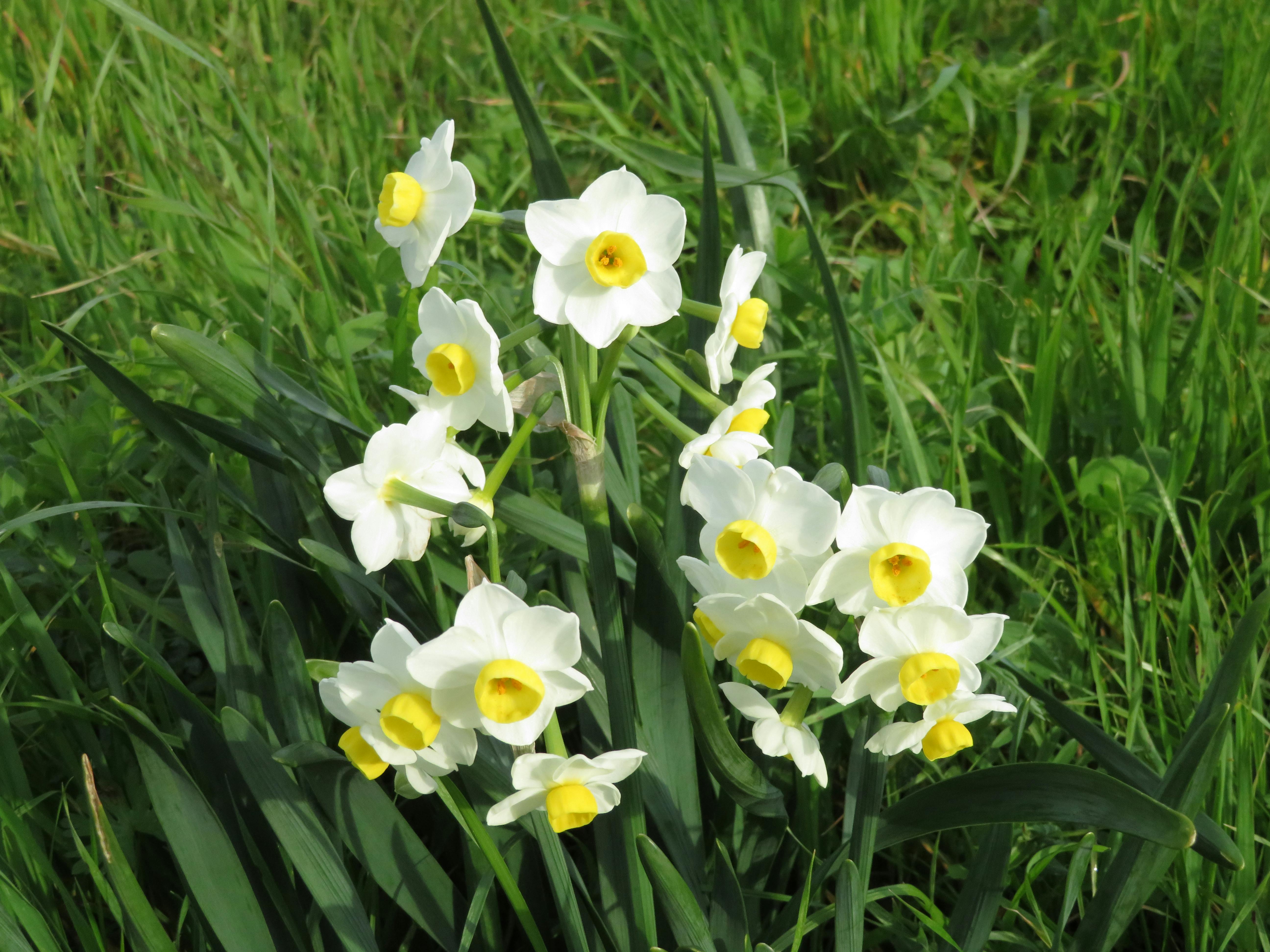 春の花 水仙 白い水仙の無料の写真素材