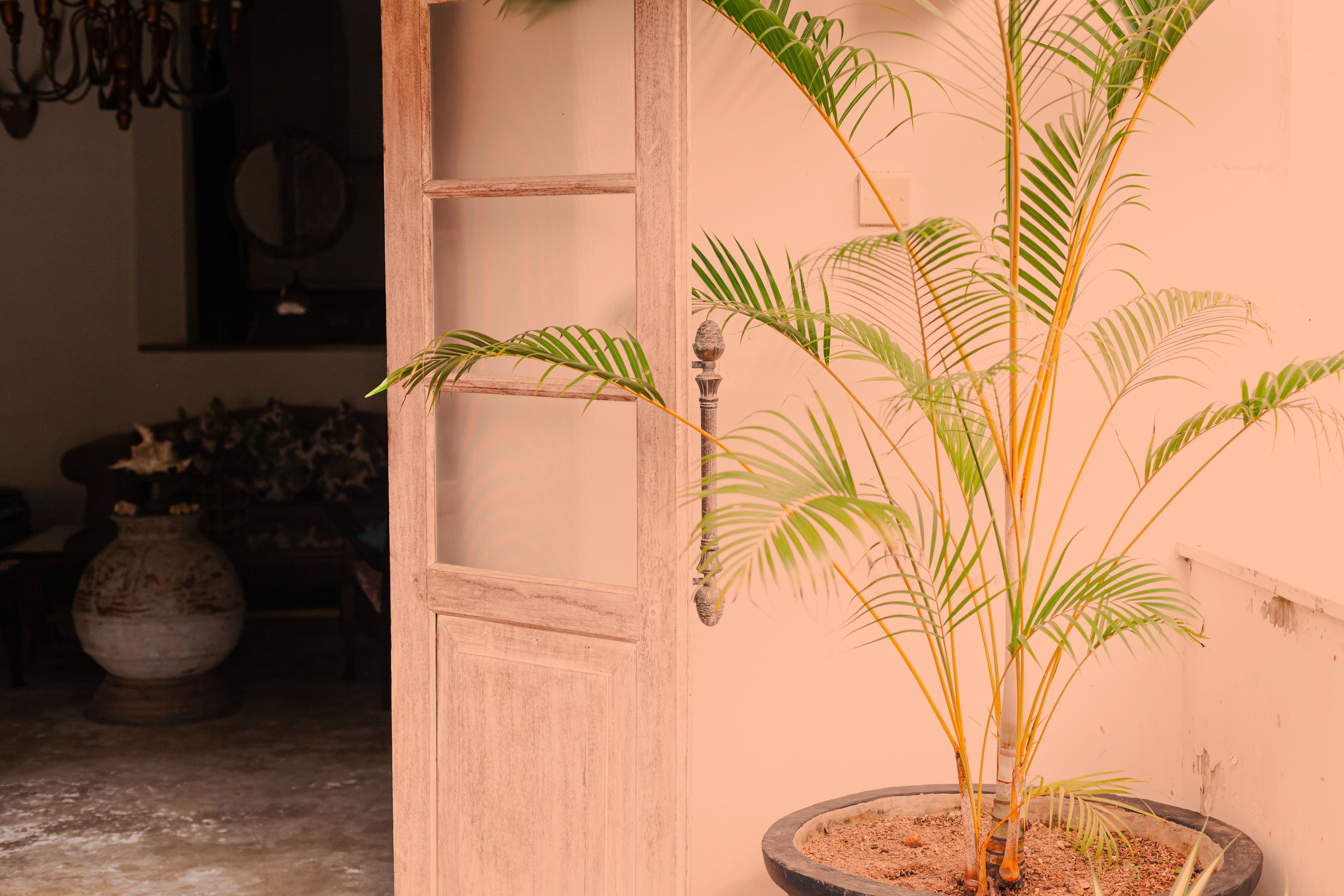 A rustic door opens to reveal a cozy indoor space adorned with a vibrant potted palm plant.